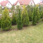 DSCF7195