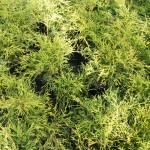 CYPRISIK FILIFERA
