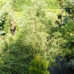 CYPRYS FILIFERA