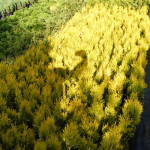 TUJA YEREJ-GOLD