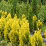 DSCF6618