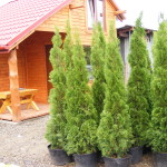 TUJA SZMARAGD